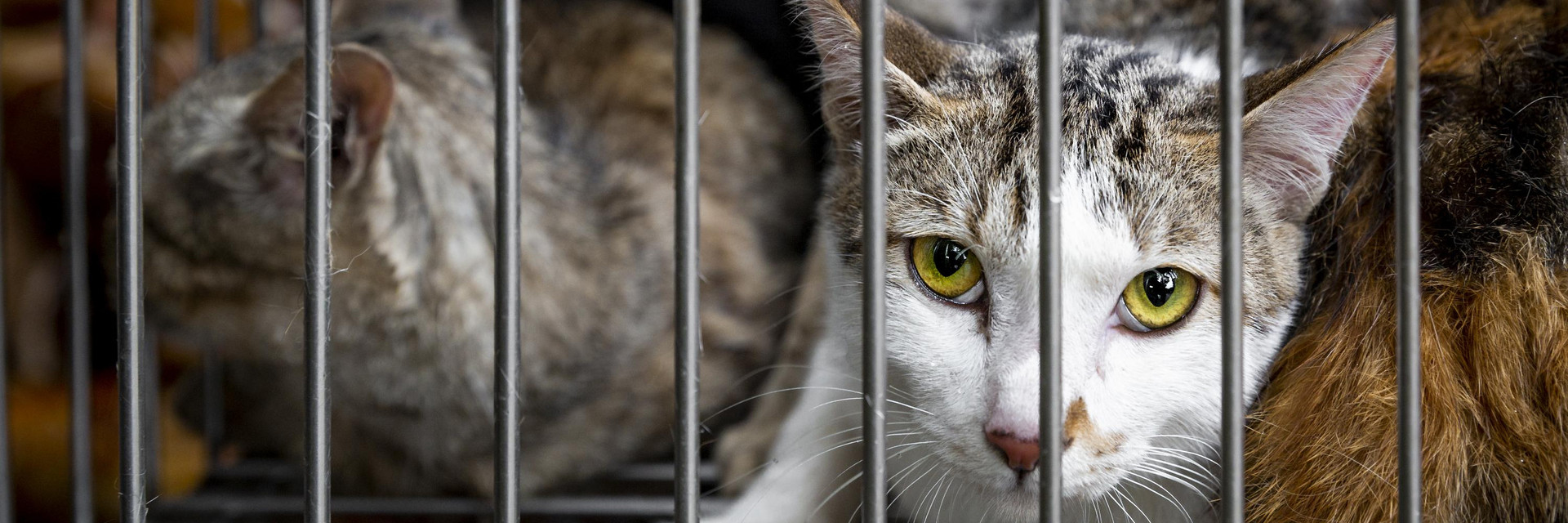 Cats suffering in cage