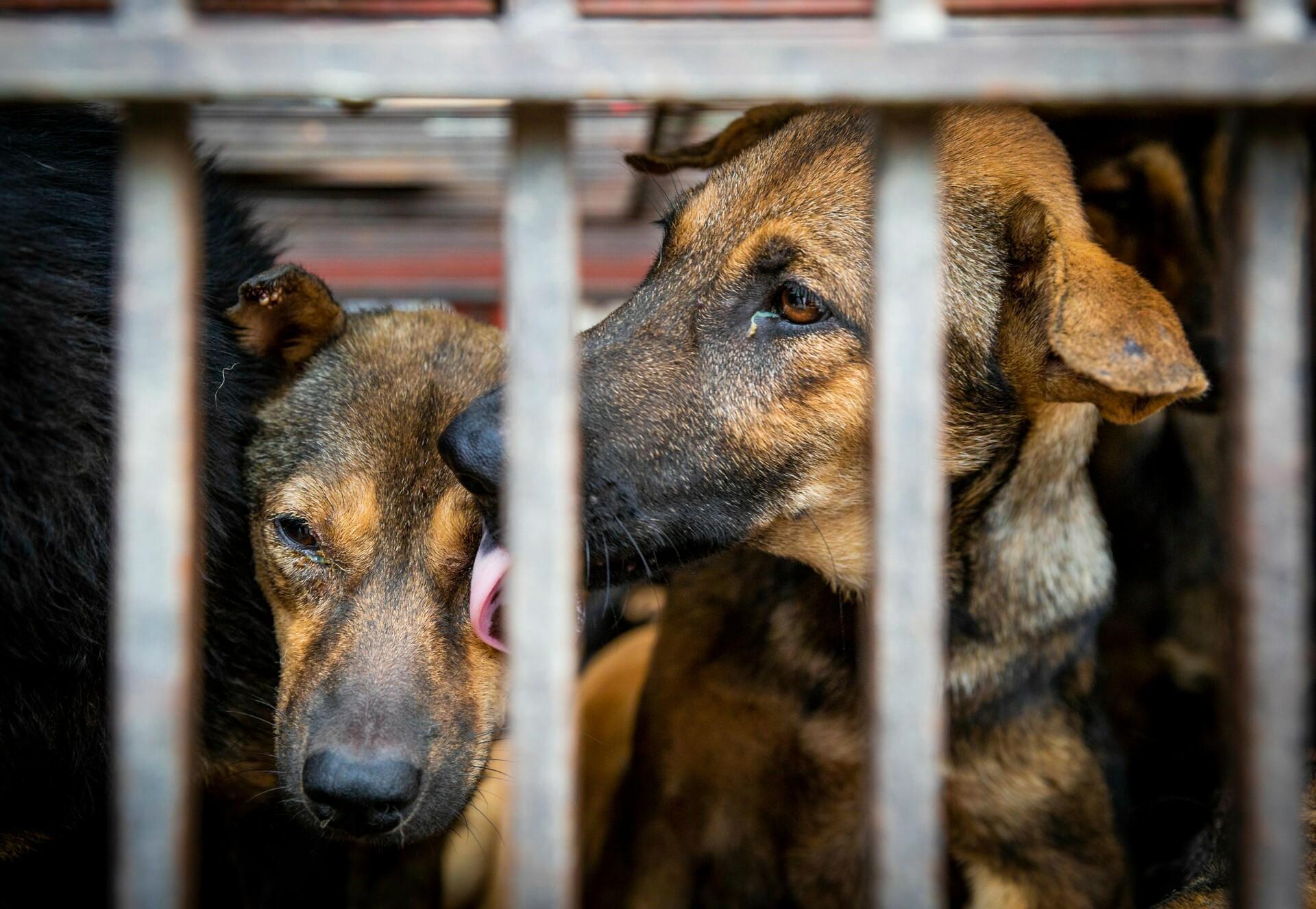 Dogs in a cage Dogs in a cage