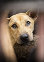 Dog and Cat Meat Trade Reporting Tool 2024 in Vietnam