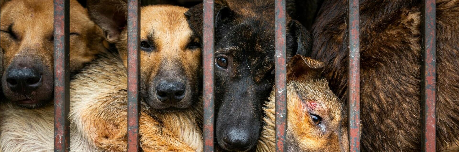 Learn more about the dog and cat meat trade Dogs in a cage