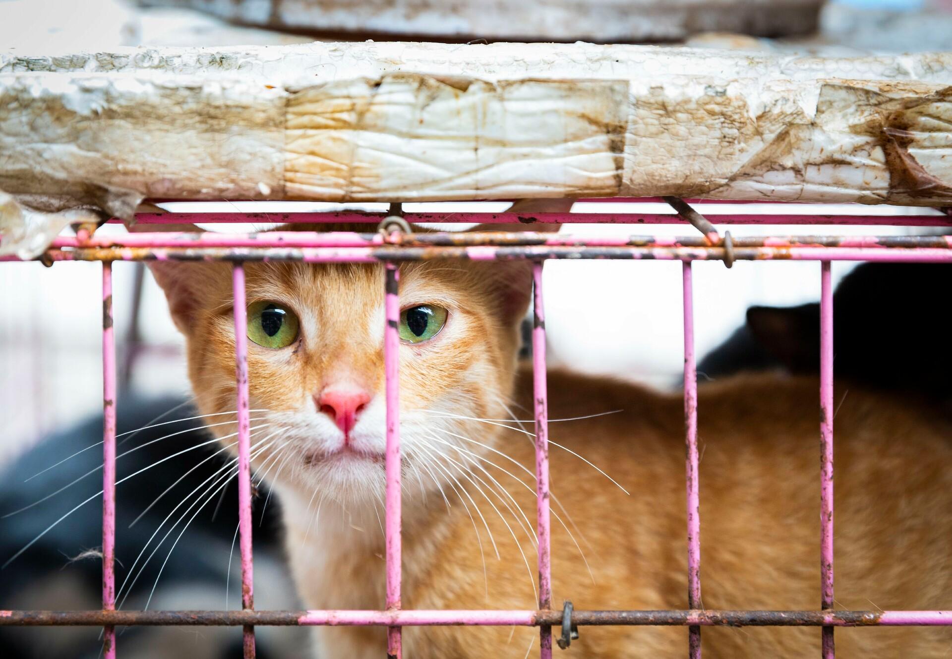 Cat in a cage