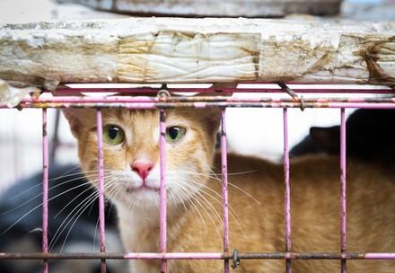 Cat in a cage