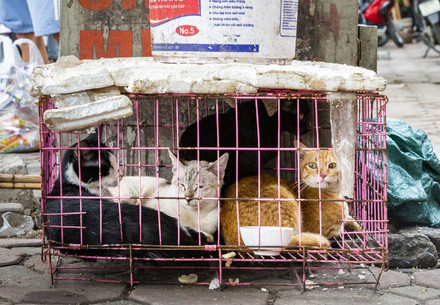 Cats in a cage on the street