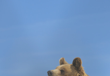 Brown bears Amelia and Miemo in the snow 