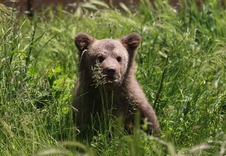 Bear Andri in Prishtina