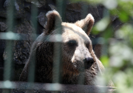 Two of the last illegally kept brown bears in Croatia have found a new home