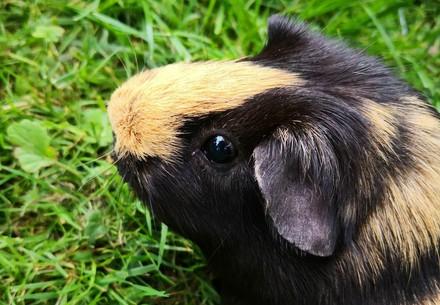 Guinea pig