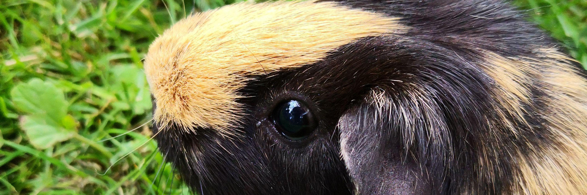Guinea pig on the grass