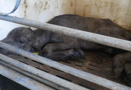 Premium Cheese from Poor Conditions