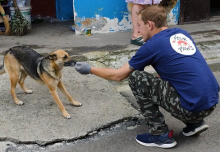 2,275 stray animals treated in Ukraine in 2019