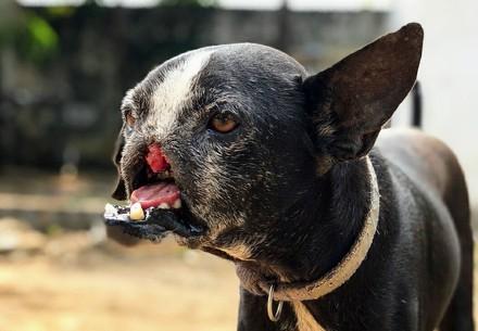 Rescue Dog Sunface Dog Sunface