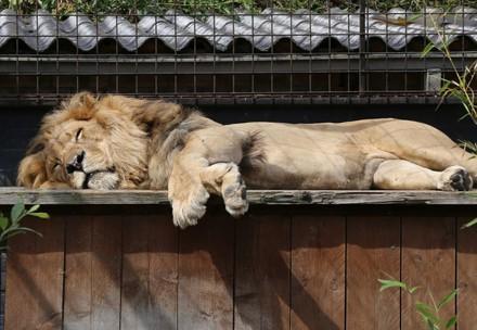 Rescue Lion Bobby Lion Bobby in FELIDA Big Cat Sanctuary