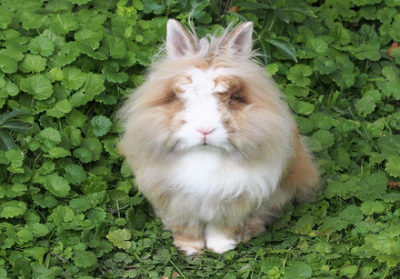 bushy bunny