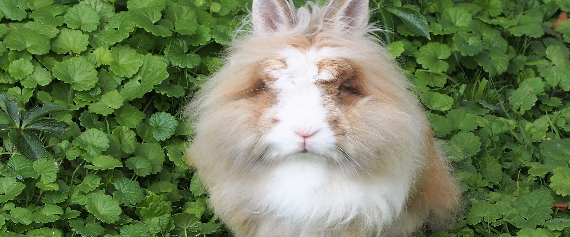 Rabbit outside on the grass