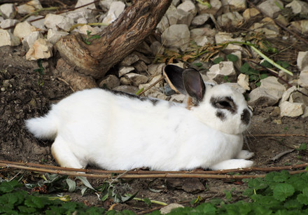 White rabbit relaxing