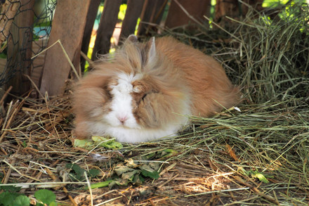 Sleeping rabbit