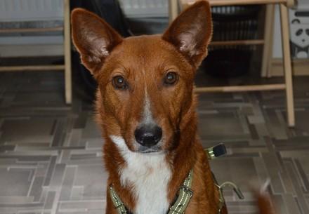 Therapy dog Lisa Therapy dog Lisa