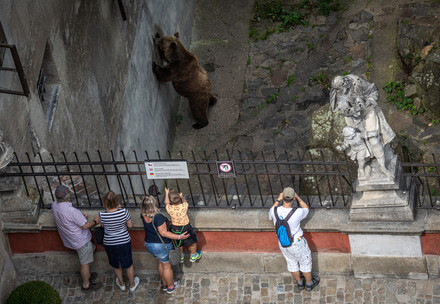 Bear in the moat of a castle in Czech Republic