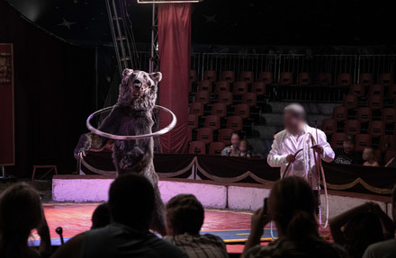 Bear in circus