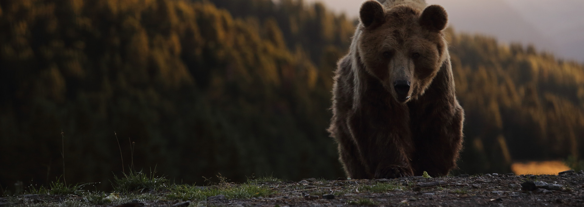 Bear Meimo at Arosa Bear Sanctuary