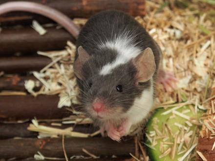 Mice as pets