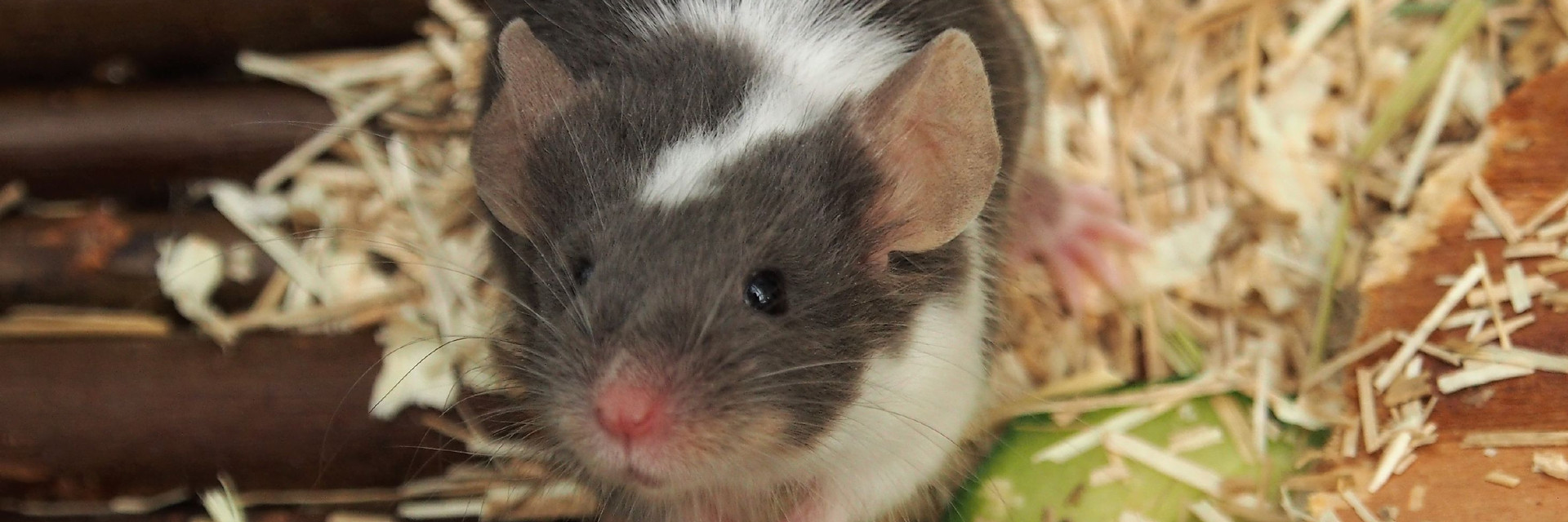 Mouse in an indoor enclosure with enrichment