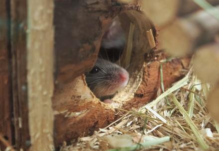 Most common illnesses in mice and how to prevent them