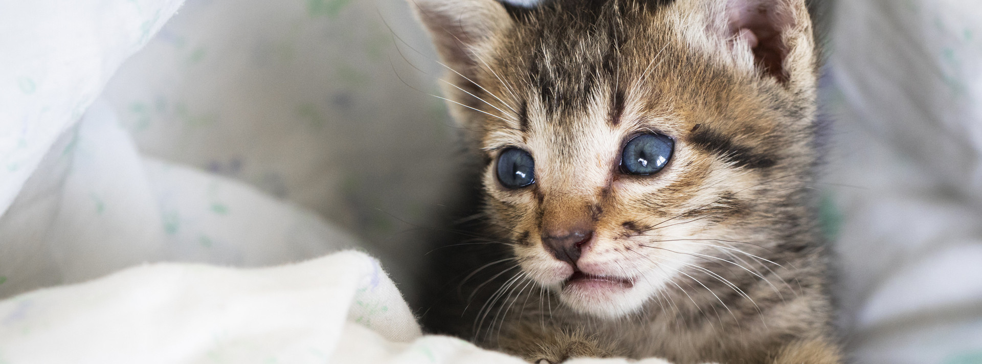 Rescue Kitten lying in a bed