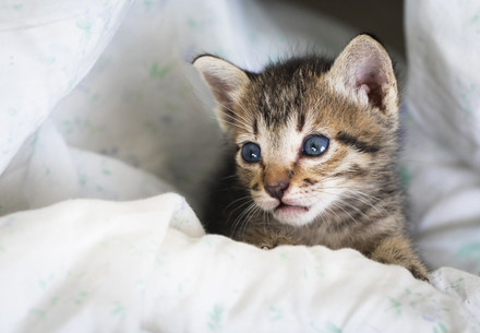 Rescue Kittens Hazel and Diana Rescue Kittens Hazel and Diana