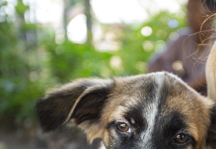 30,000 animals vaccinated against rabies