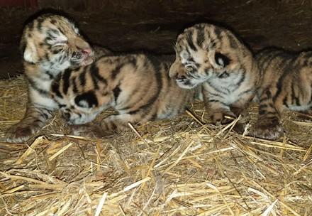 FOUR PAWS Exposes Lucrative Trade in Tigers in Lithuania