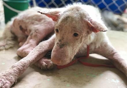Rescue dog Whitey Dog Whitey suffered from skin infection