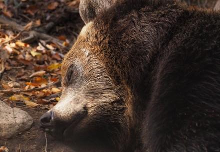 Bear Emma at BEAR SANCTUARY BEAR SANCTUARY Arbesbach