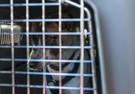 Dog in transport crate
