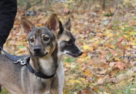 Dogs outside in Autumn