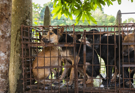 Dog slaughterhouse in Siem Reap, Cambodia