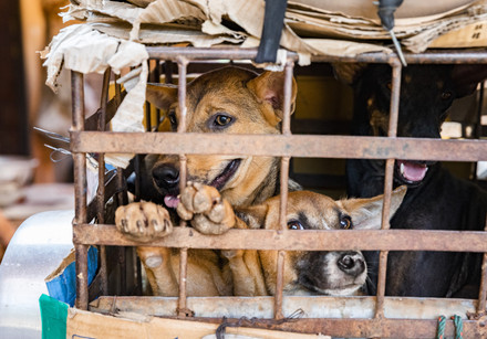Dogs at a slaughterhouse in Cambodia