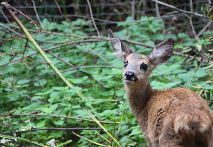 Deer Kalle at TIERART