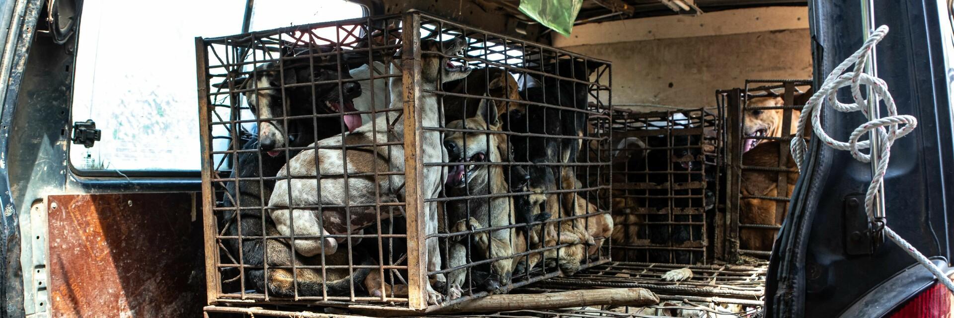 Dog and Cat Meat Trade