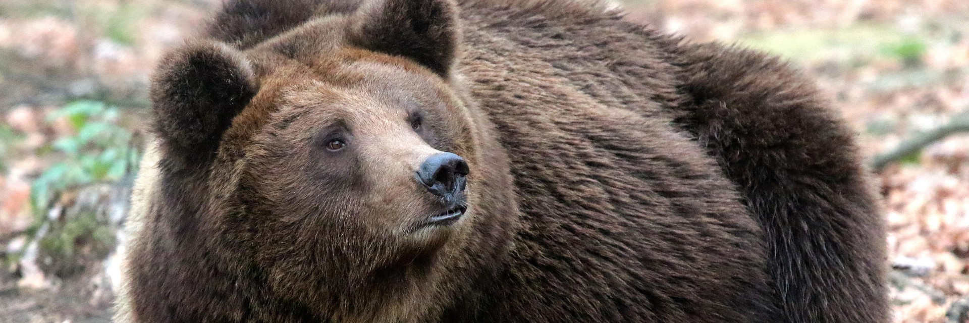 Brown bear Lelya lying on the ground at BEAR SANCTUARY Domazhyr