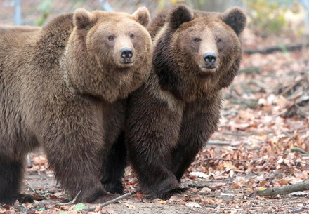 Dasha and Lelya at BEAR SANCTUARY Domazhyr Dasha and Lelya at BEAR SANCTUARY Domazhyr