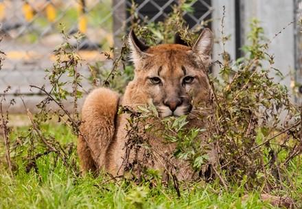 Puma Tikam at TIERART
