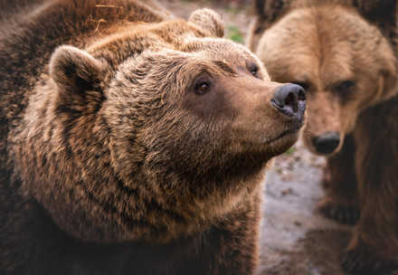Bear Nastia at BEAR SANCTUARY Domazhyr