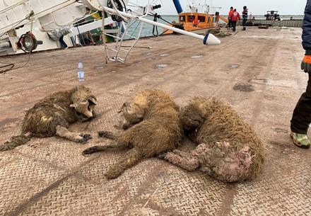 The Race Against Time: 228 Sheep Already Rescued from Capsized Ship in Romania