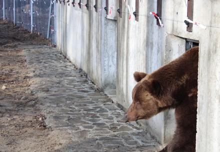 Bear Misha at BEAR SANCTUARY Domazhyr Bear Misha at BEAR SANCTUARY Domazhyr