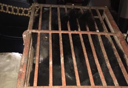 140-kilo bear found stuffed inside taxi in Vietnam