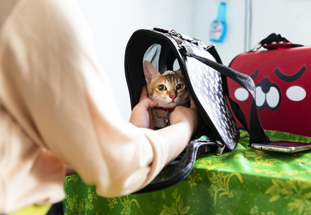 Cat in carrier
