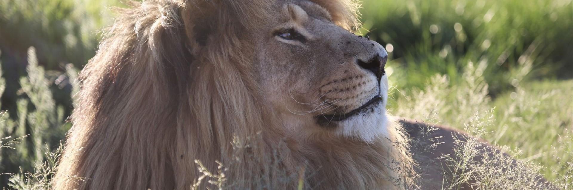 Lion in a field