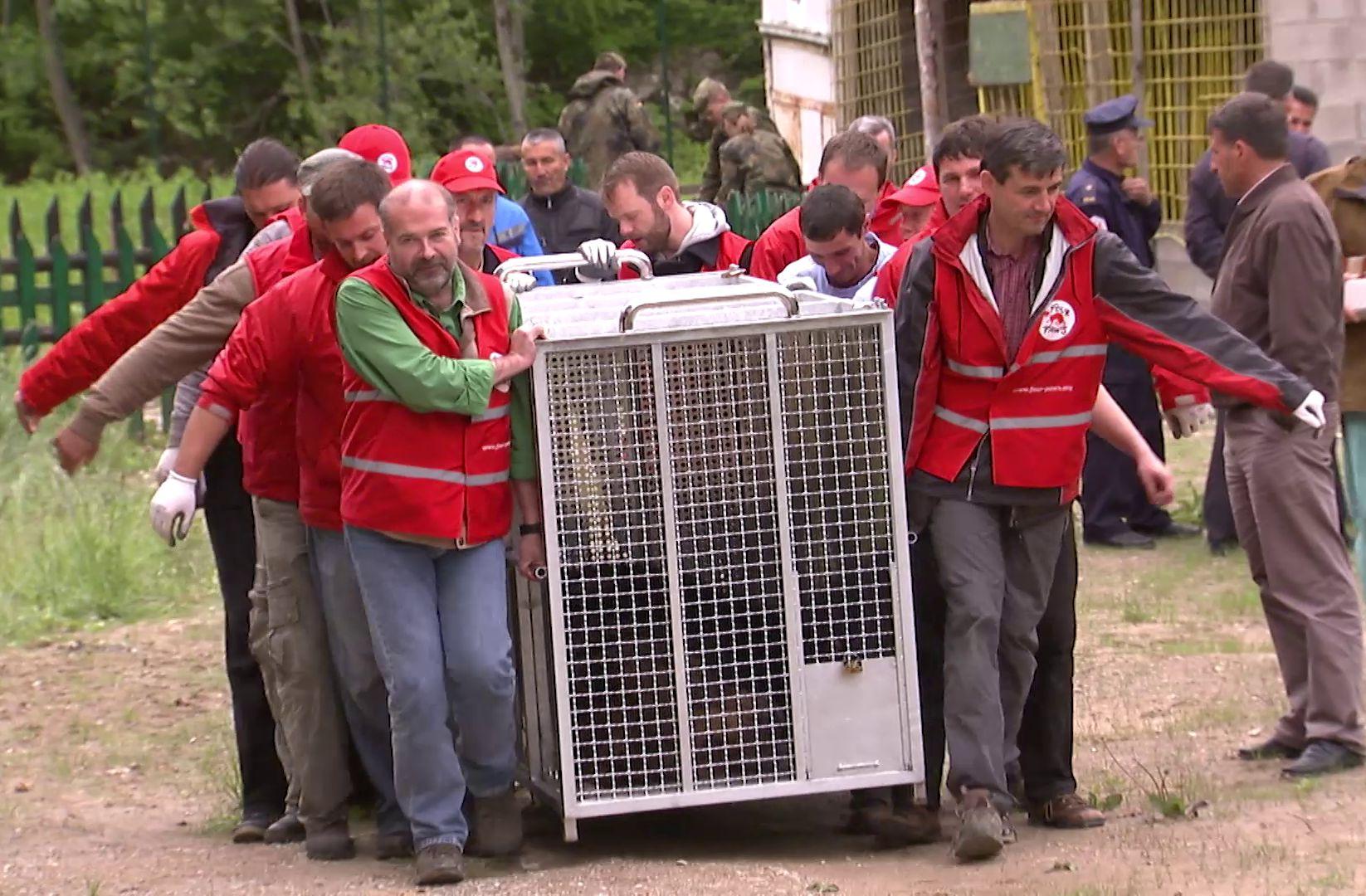 2013 Bear rescue Bear rescue 2013