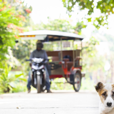 Stray dog in Cambodia